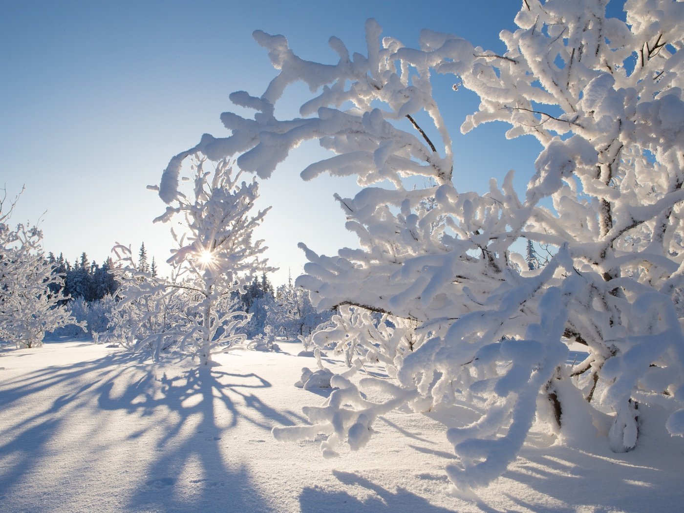 Обои деревья, снег, зима, канада, какиса, северо-западные территории, trees, snow, winter, canada, kakisa, northwest territories разрешение 2880x1920 Загрузить