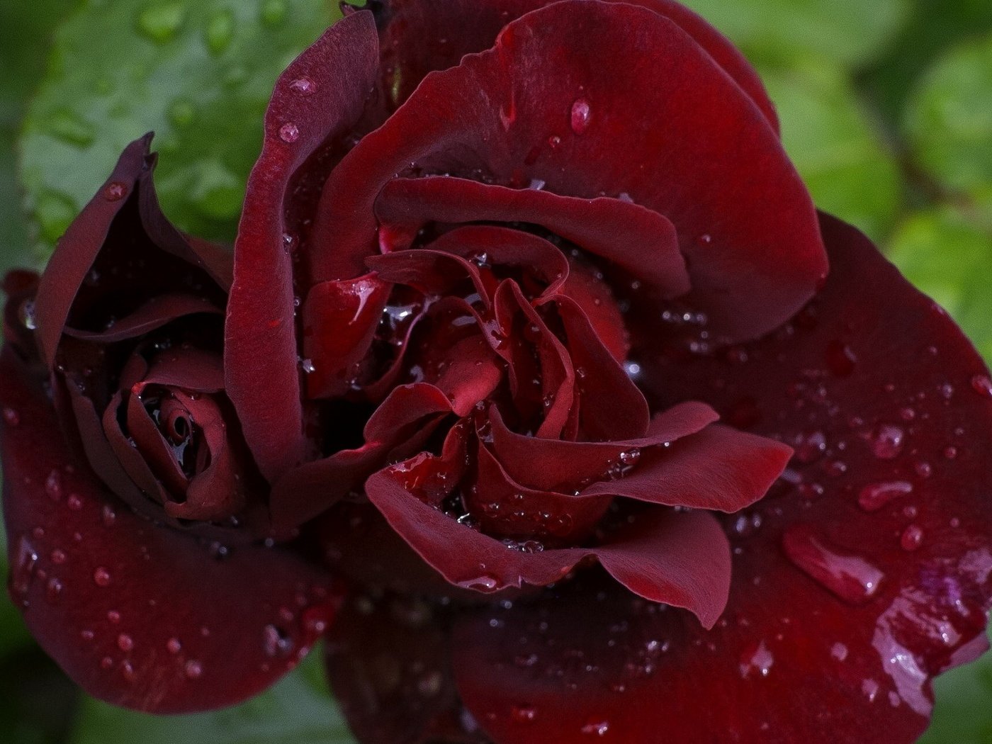 Обои цветок, капли, роза, бордовая, flower, drops, rose, burgundy разрешение 1920x1200 Загрузить