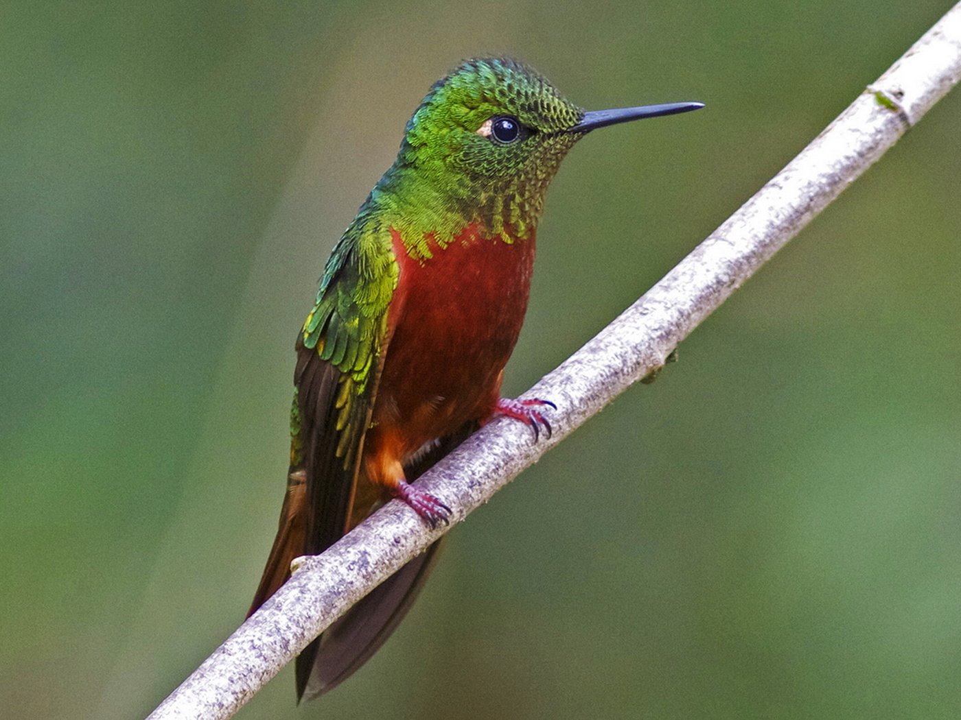 Обои птица, колибри, chestnut breasted coronet, каштановогрудый венценосный колибри, bird, hummingbird, ostanovochnyy crowned hummingbird разрешение 1920x1260 Загрузить