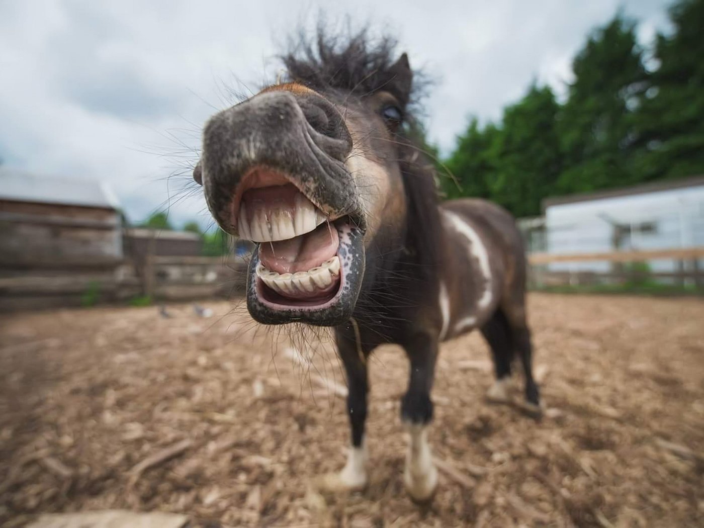 Обои морда, лошадь, портрет, животное, пони, конь, ракурс, shetland, face, horse, portrait, animal, pony, view разрешение 1920x1283 Загрузить