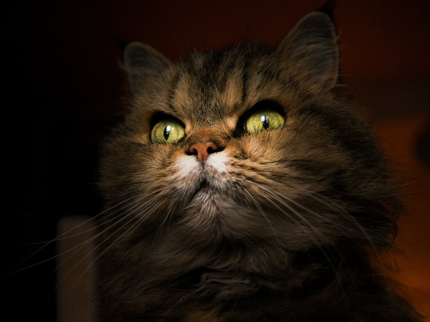Обои фон, портрет, кот, мордочка, кошка, взгляд, background, portrait, cat, muzzle, look разрешение 3000x2000 Загрузить