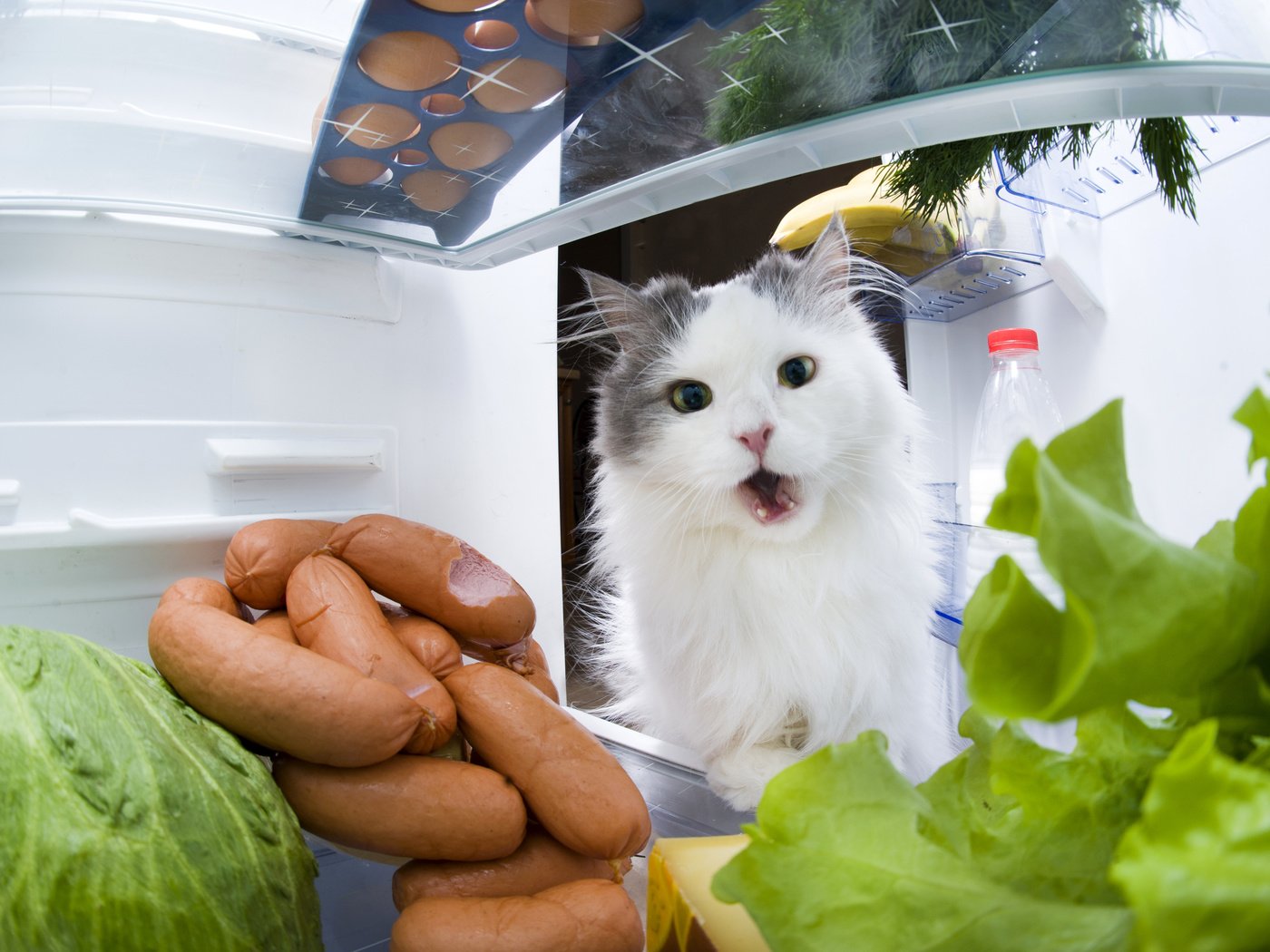Обои кот, кошка, холодильник, капуста, сосиски, cat, refrigerator, cabbage, sausage разрешение 3990x2655 Загрузить