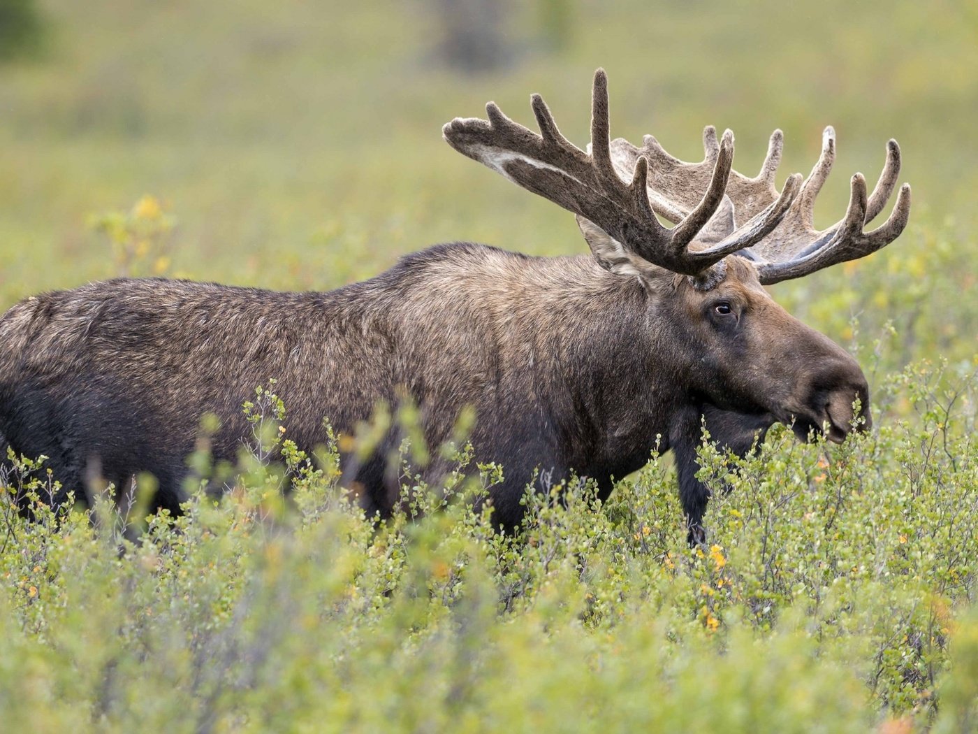 Обои трава, рога, лось, сохатый, grass, horns, moose, elk разрешение 2000x1192 Загрузить