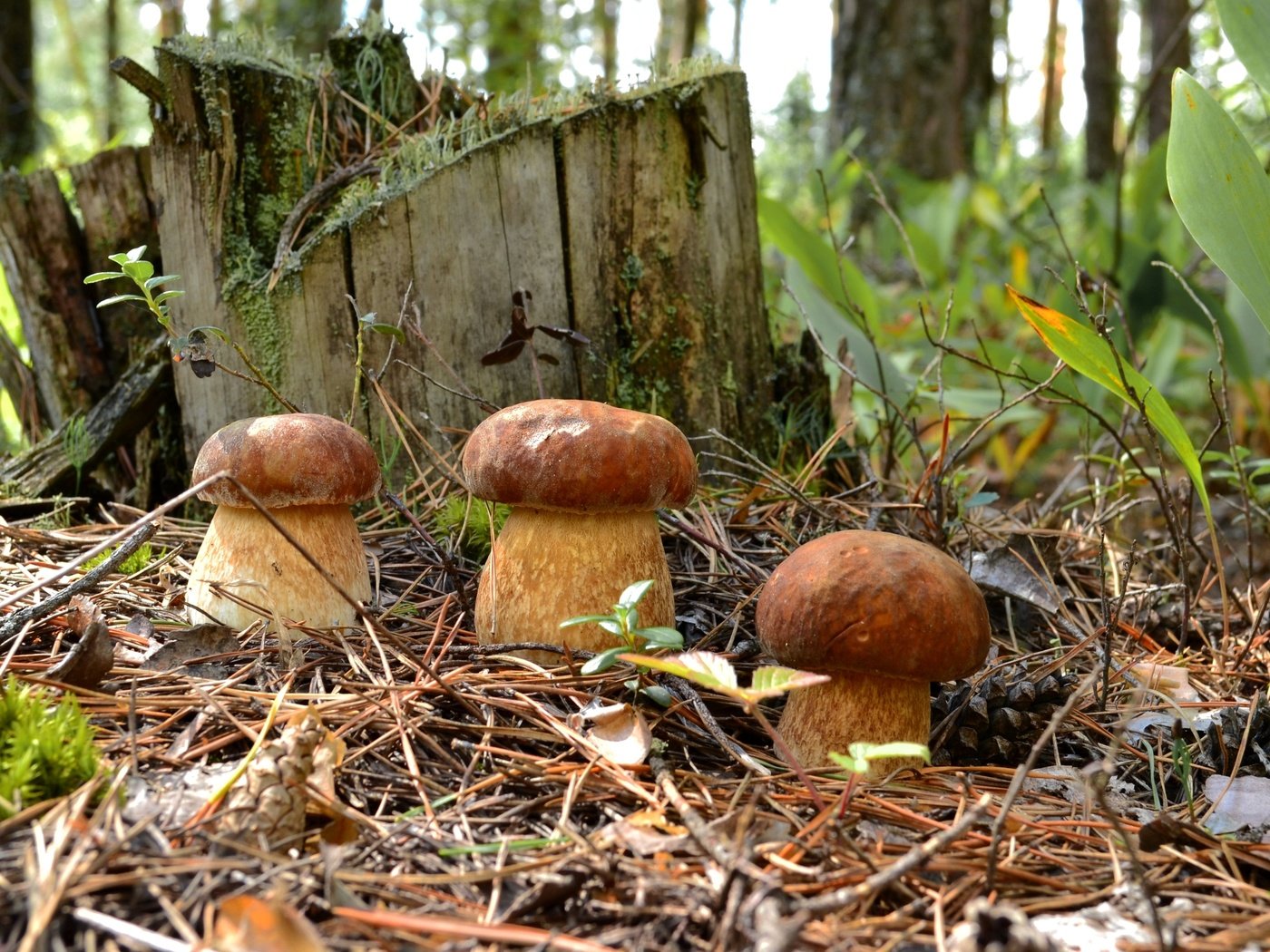 Обои лес, хвоя, грибы, пень, трио, боровики, forest, needles, mushrooms, stump, trio разрешение 2700x1720 Загрузить