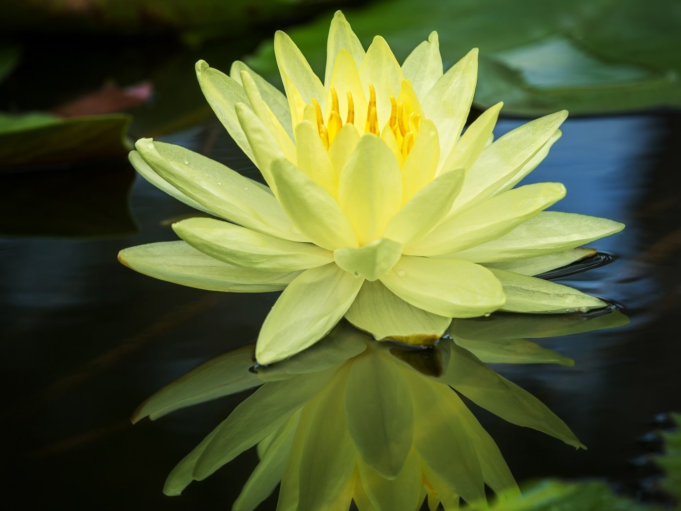 Обои вода, отражение, жёлтая, кувшинка, нимфея, водяная лилия, water, reflection, yellow, lily, nymphaeum, water lily разрешение 2048x1351 Загрузить