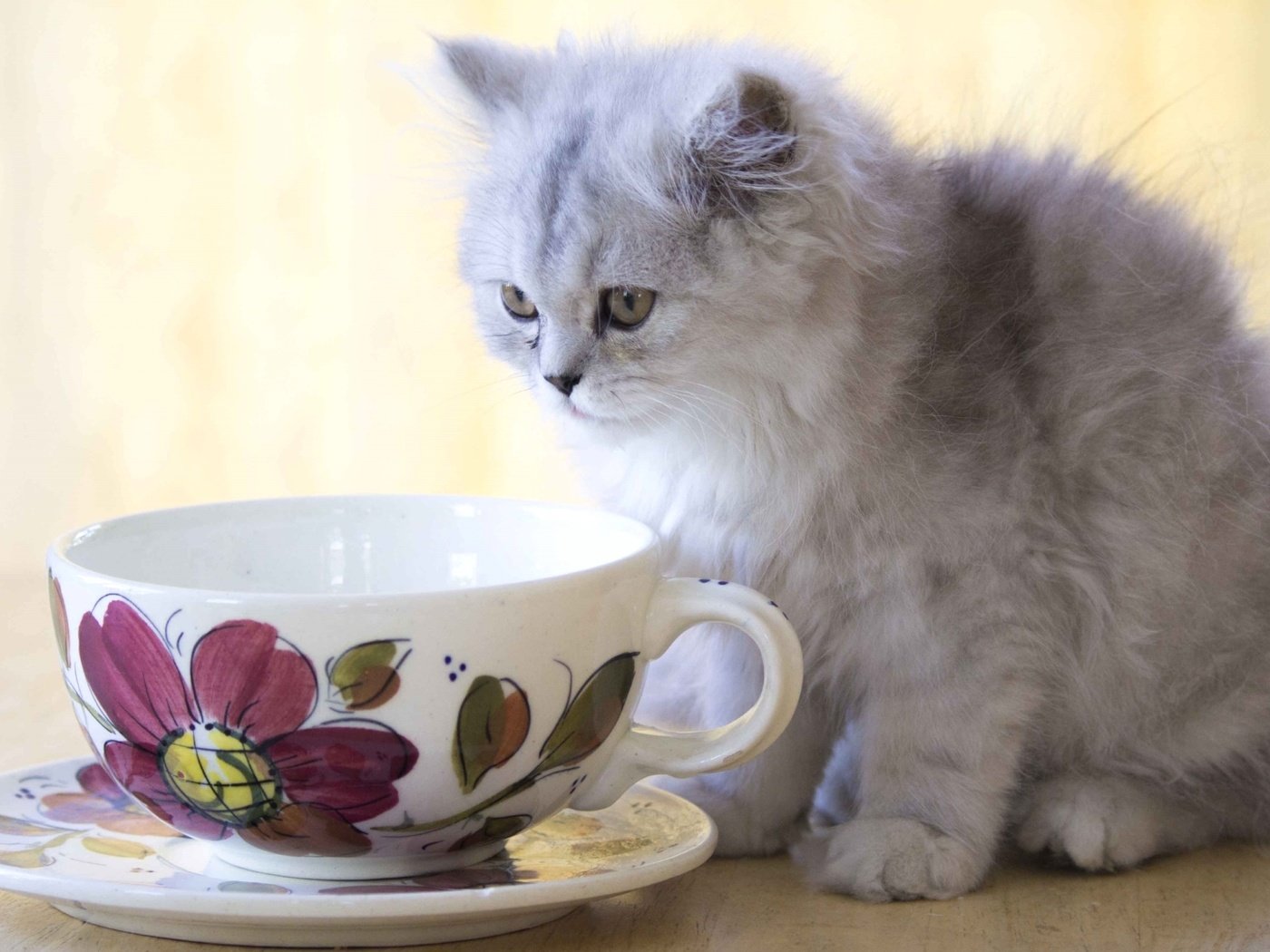 Обои кошка, котенок, пушистый, чашка, cat, kitty, fluffy, cup разрешение 1920x1215 Загрузить