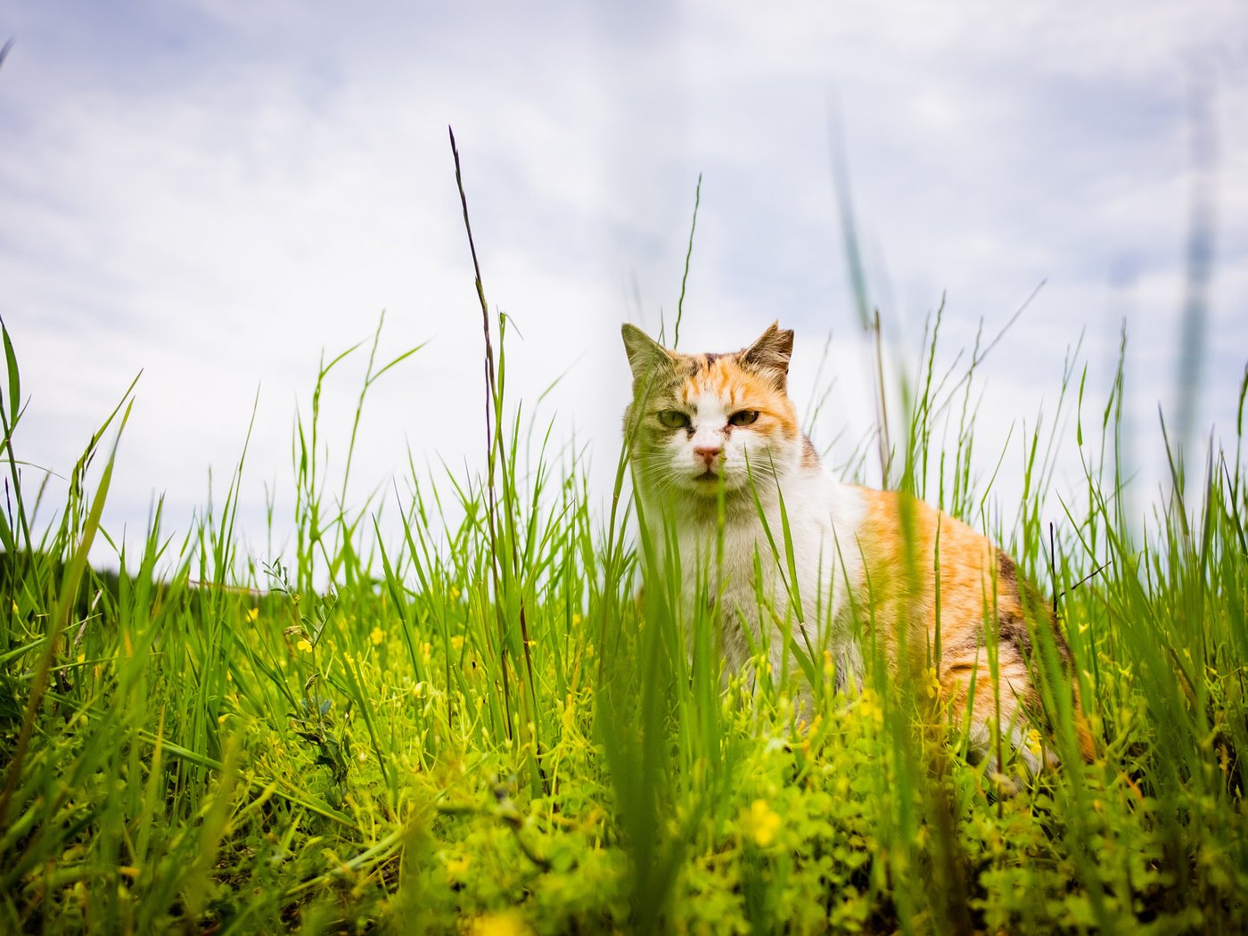 Обои трава, кот, лето, кошка, взгляд, grass, cat, summer, look разрешение 2048x1365 Загрузить