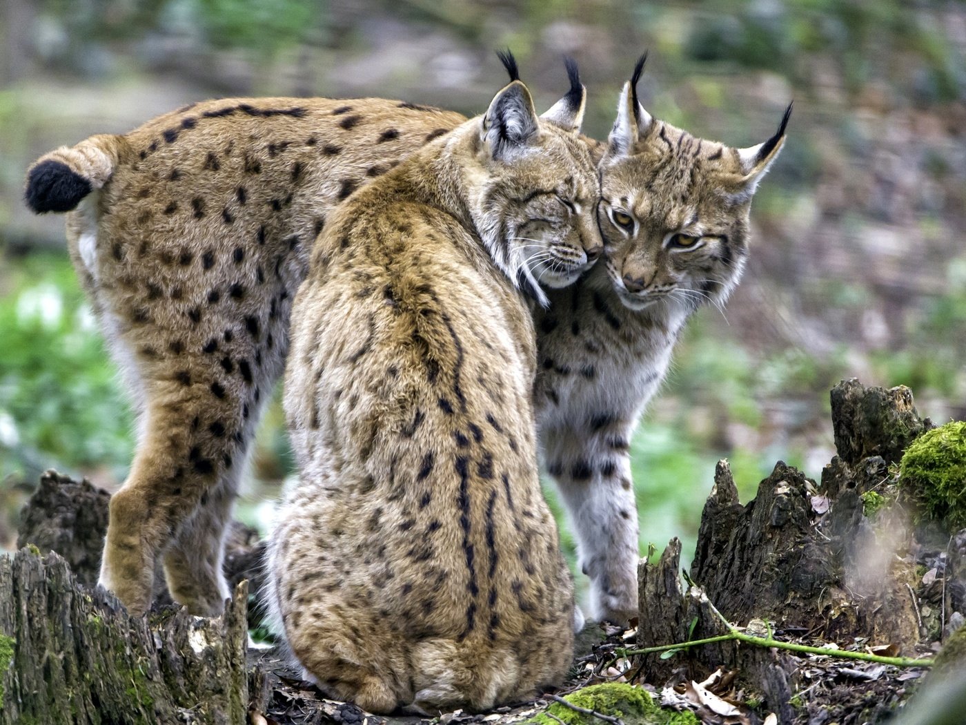 Обои рысь, пара, чувства, рыси, lynx, pair, feelings разрешение 2400x1598 Загрузить