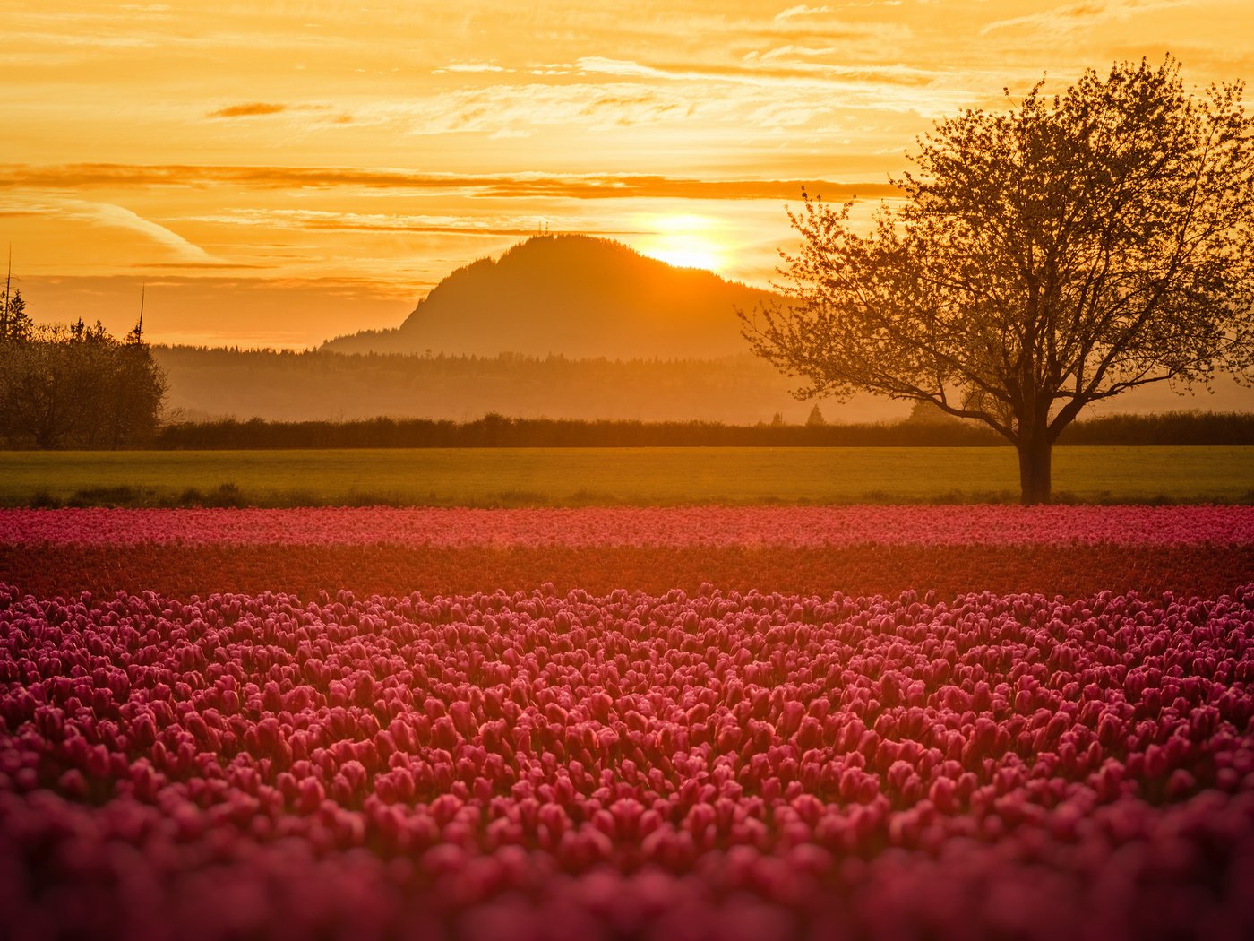 Обои свет, цветы, поле, тюльпаны, light, flowers, field, tulips разрешение 2048x1331 Загрузить