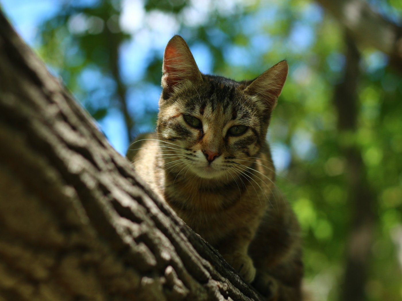 Обои дерево, усы, кошка, tree, mustache, cat разрешение 1920x1280 Загрузить