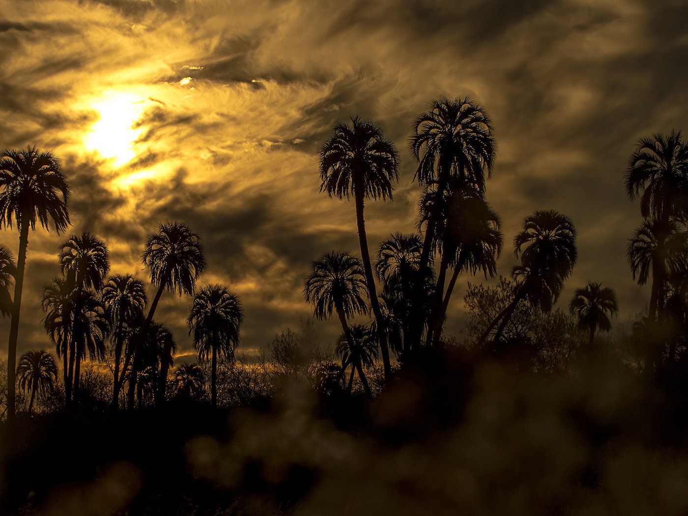 Обои небо, облака, закат, пальмы, силуэты, the sky, clouds, sunset, palm trees, silhouettes разрешение 2048x1214 Загрузить