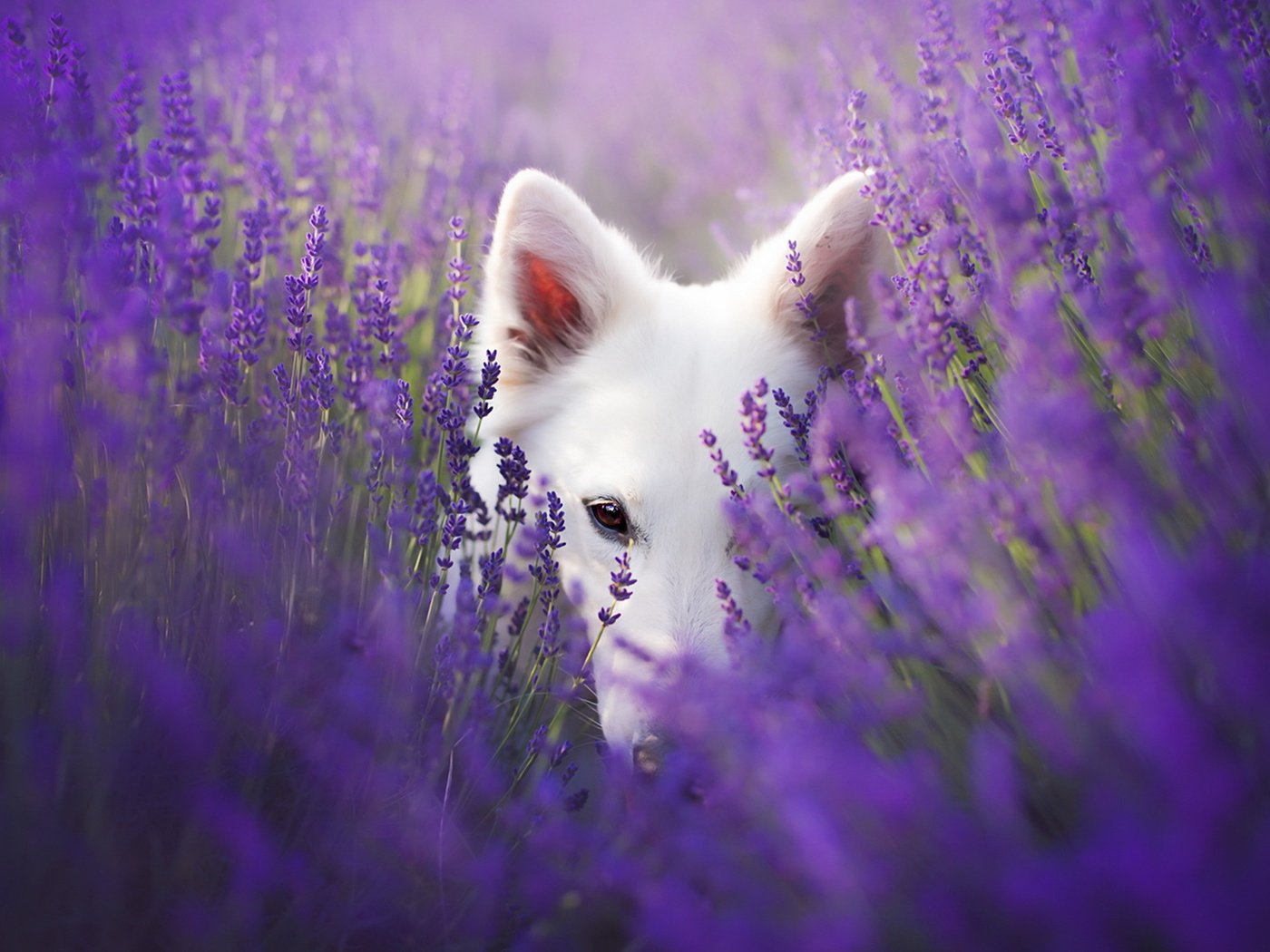 Обои взгляд, собака, друг, лаванды, look, dog, each, lavender разрешение 1920x1228 Загрузить