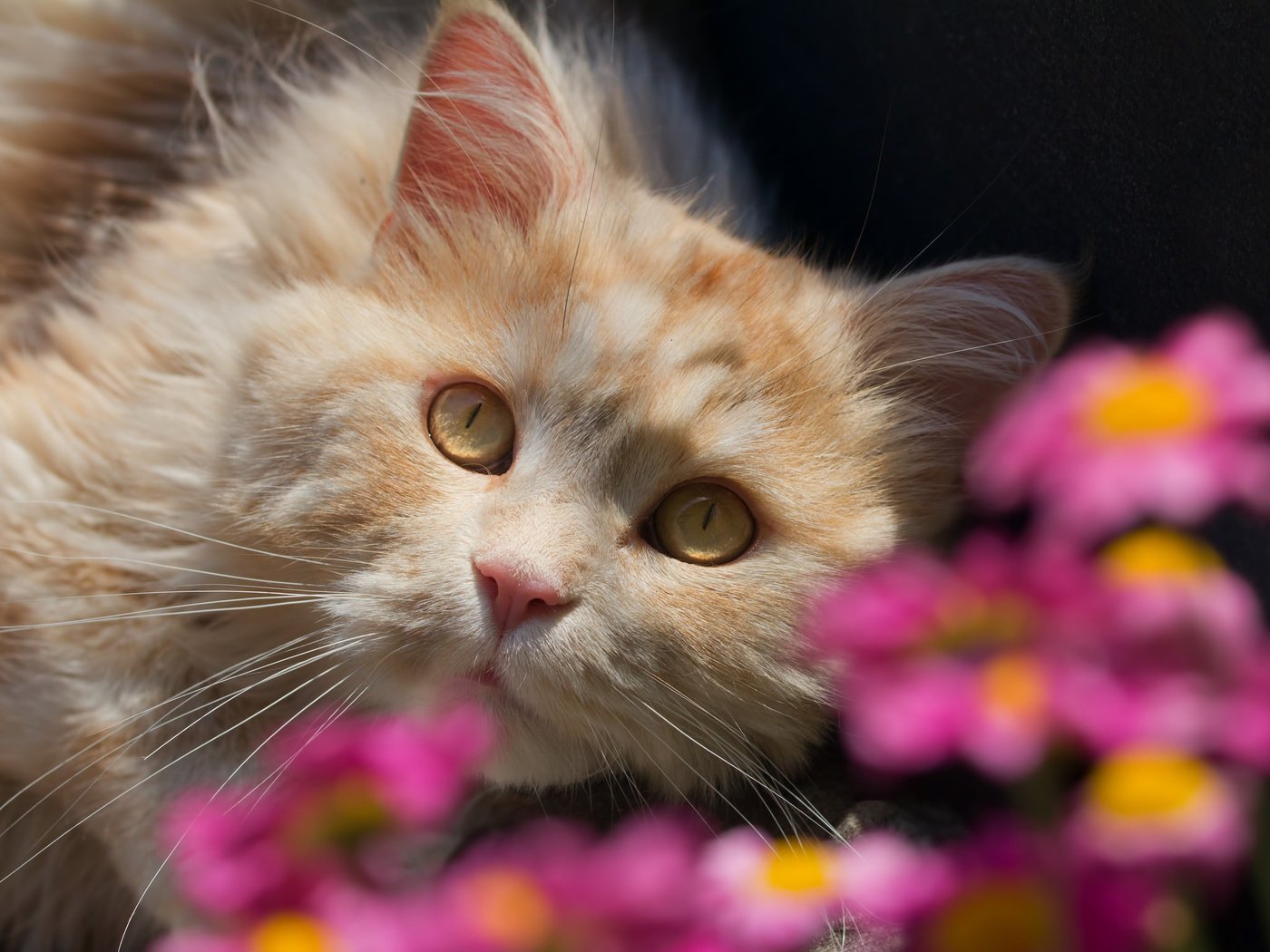 Обои цветы, кот, взгляд, flowers, cat, look разрешение 2048x1536 Загрузить