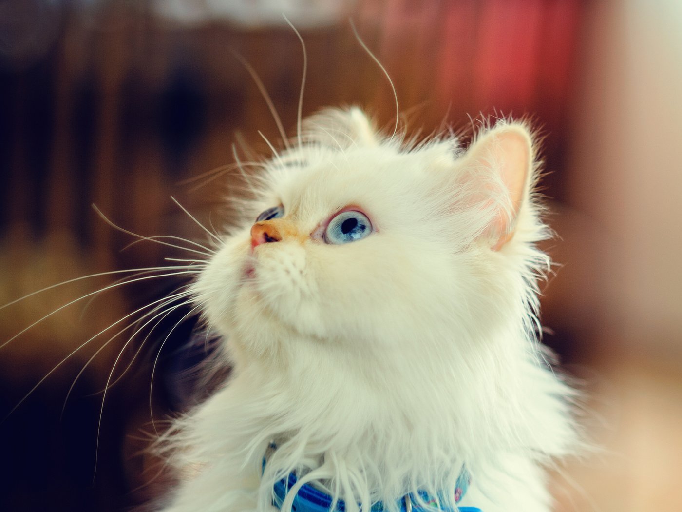 Обои мордочка, взгляд, котенок, пушистый, белый, muzzle, look, kitty, fluffy, white разрешение 1980x1320 Загрузить