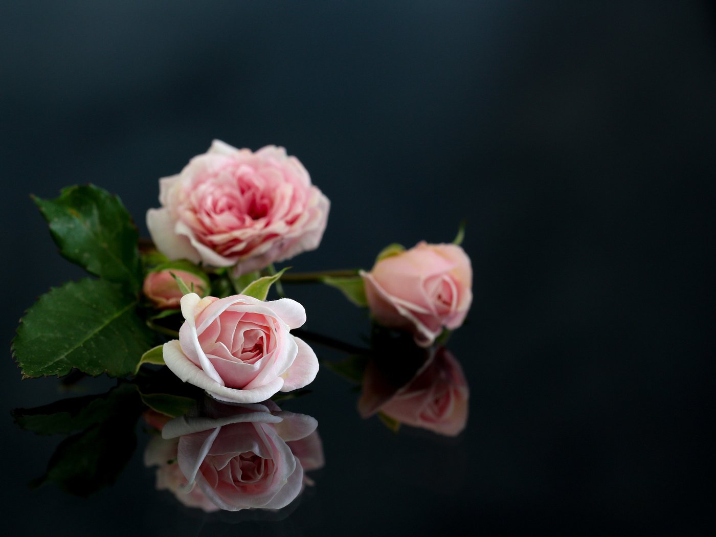 Обои цветы, отражение, розы, розовые, flowers, reflection, roses, pink разрешение 2048x1365 Загрузить