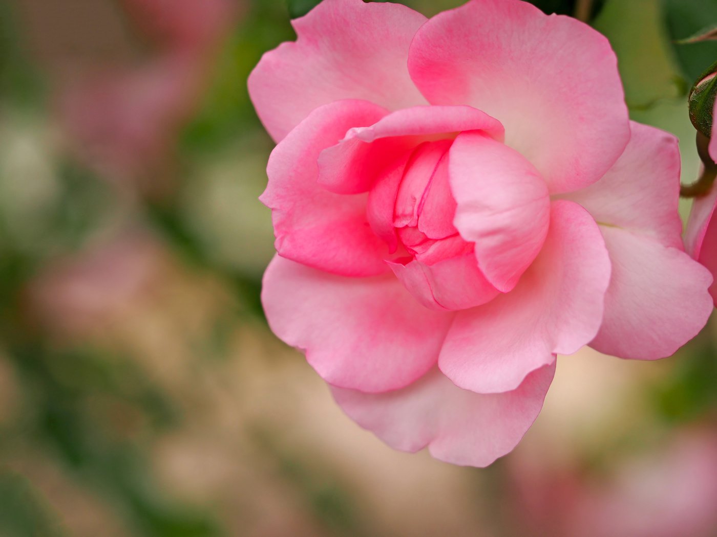Обои макро, роза, лепестки, бутон, розовая, боке, macro, rose, petals, bud, pink, bokeh разрешение 4608x3456 Загрузить