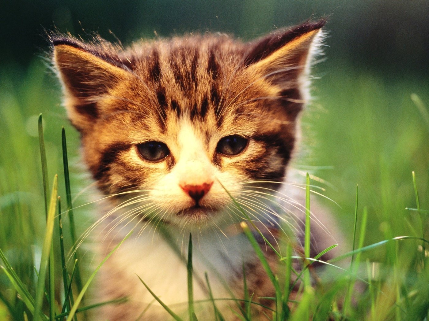 Обои трава, природа, кошка, котенок, grass, nature, cat, kitty разрешение 1920x1200 Загрузить
