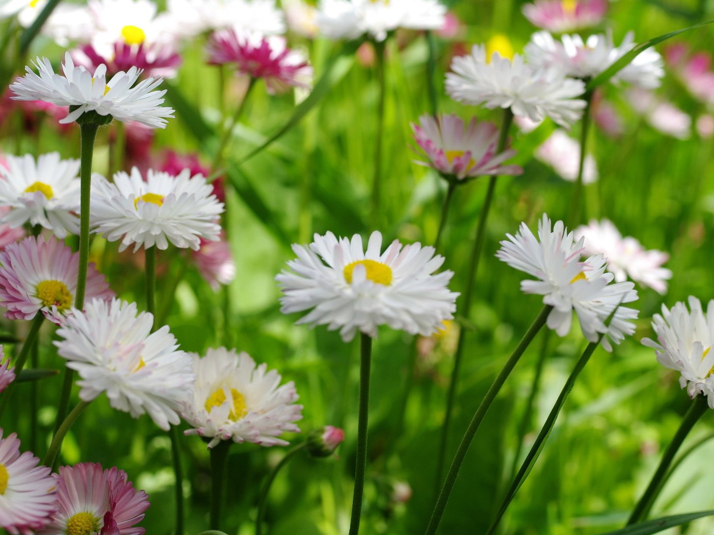 Обои цветы, макро, маргаритки, flowers, macro, daisy разрешение 2232x1484 Загрузить