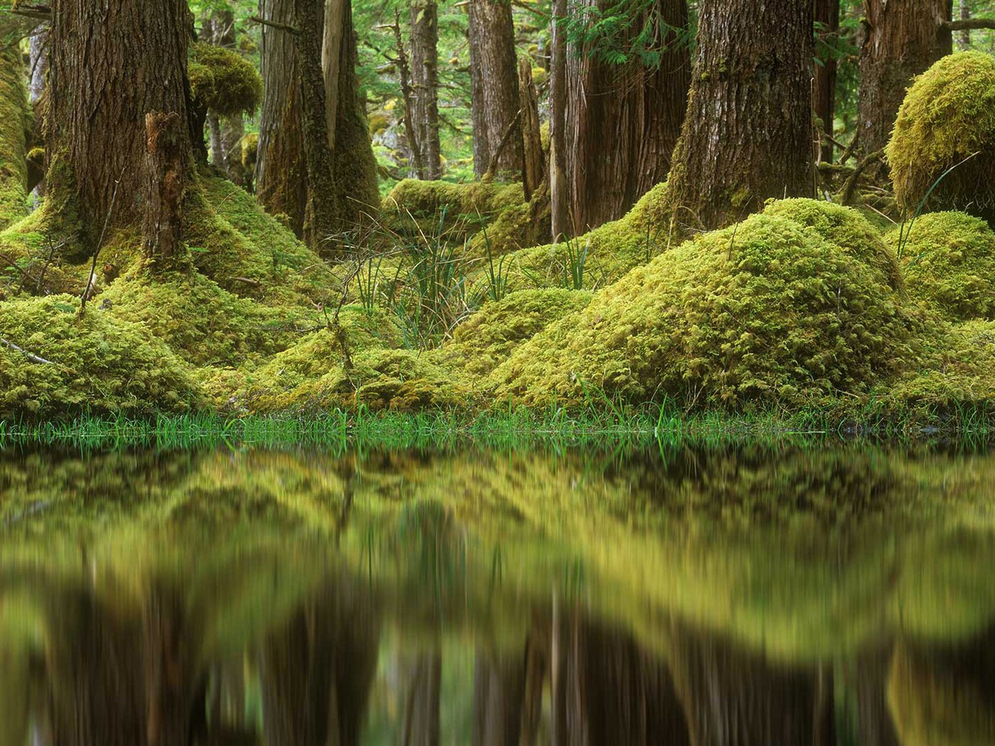 Обои деревья, лес, болото, мох, канада, британская колумбия, tow hill ecological reserve, trees, forest, swamp, moss, canada, british columbia разрешение 1920x1080 Загрузить