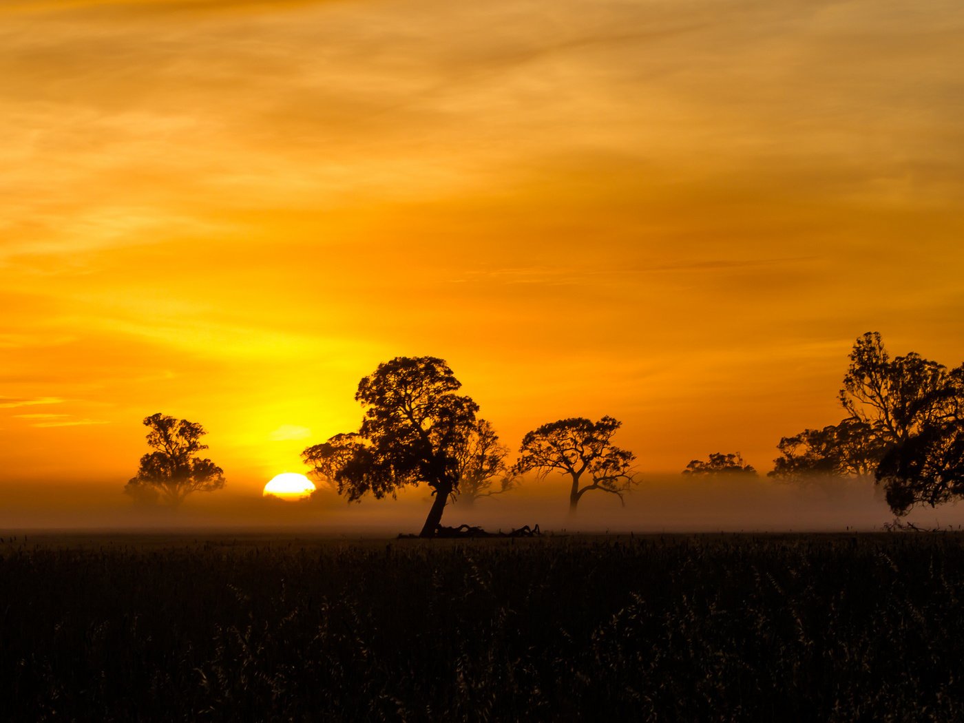 Обои деревья, солнце, закат, саванна, trees, the sun, sunset, savannah разрешение 2048x1144 Загрузить