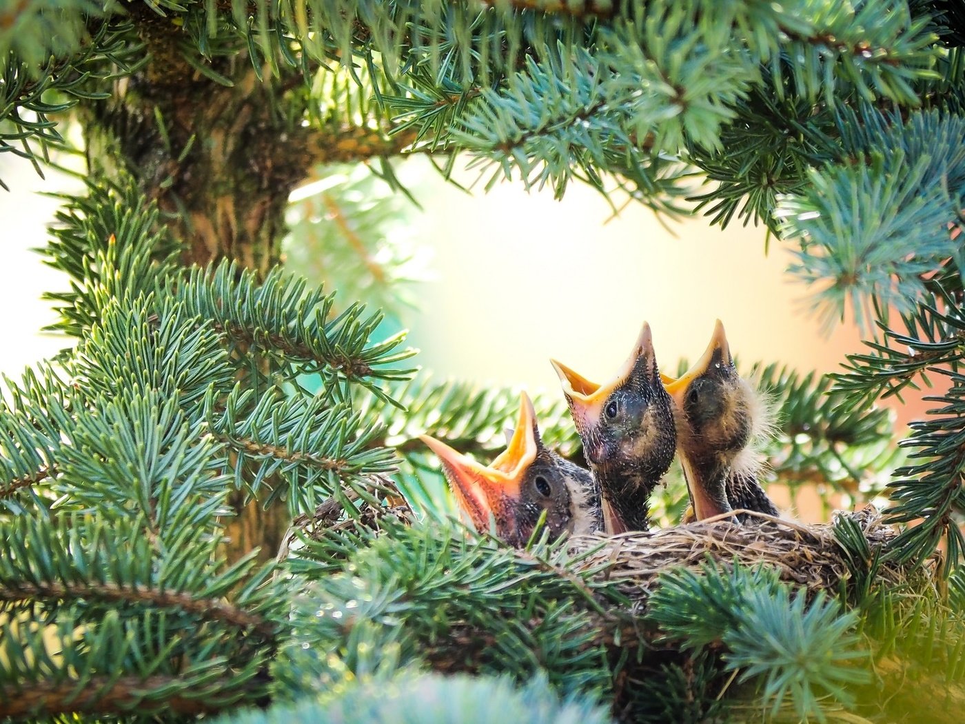 Обои птицы, ель, птенцы, гнездо, еловая ветка, birds, spruce, chicks, socket, spruce branch разрешение 2048x1152 Загрузить