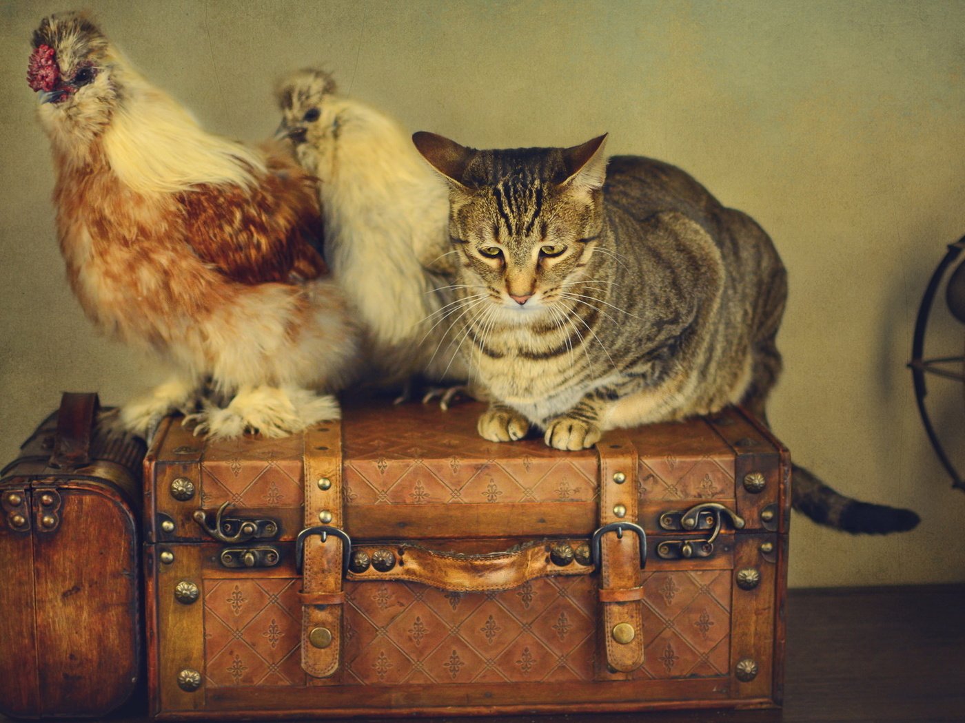 Обои стиль, кот, ретро, кошка, чемоданы, вентилятор, куры, style, cat, retro, suitcases, fan, chickens разрешение 2048x1152 Загрузить