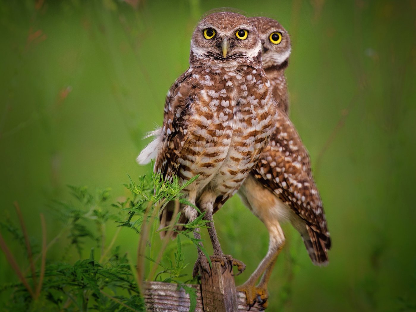 Обои сова, птенец, америка, птица, сыч, кроличий, кроликовая сова, пещерная, owl, chick, america, bird, rabbit, rabbit owl, cave разрешение 2560x1654 Загрузить