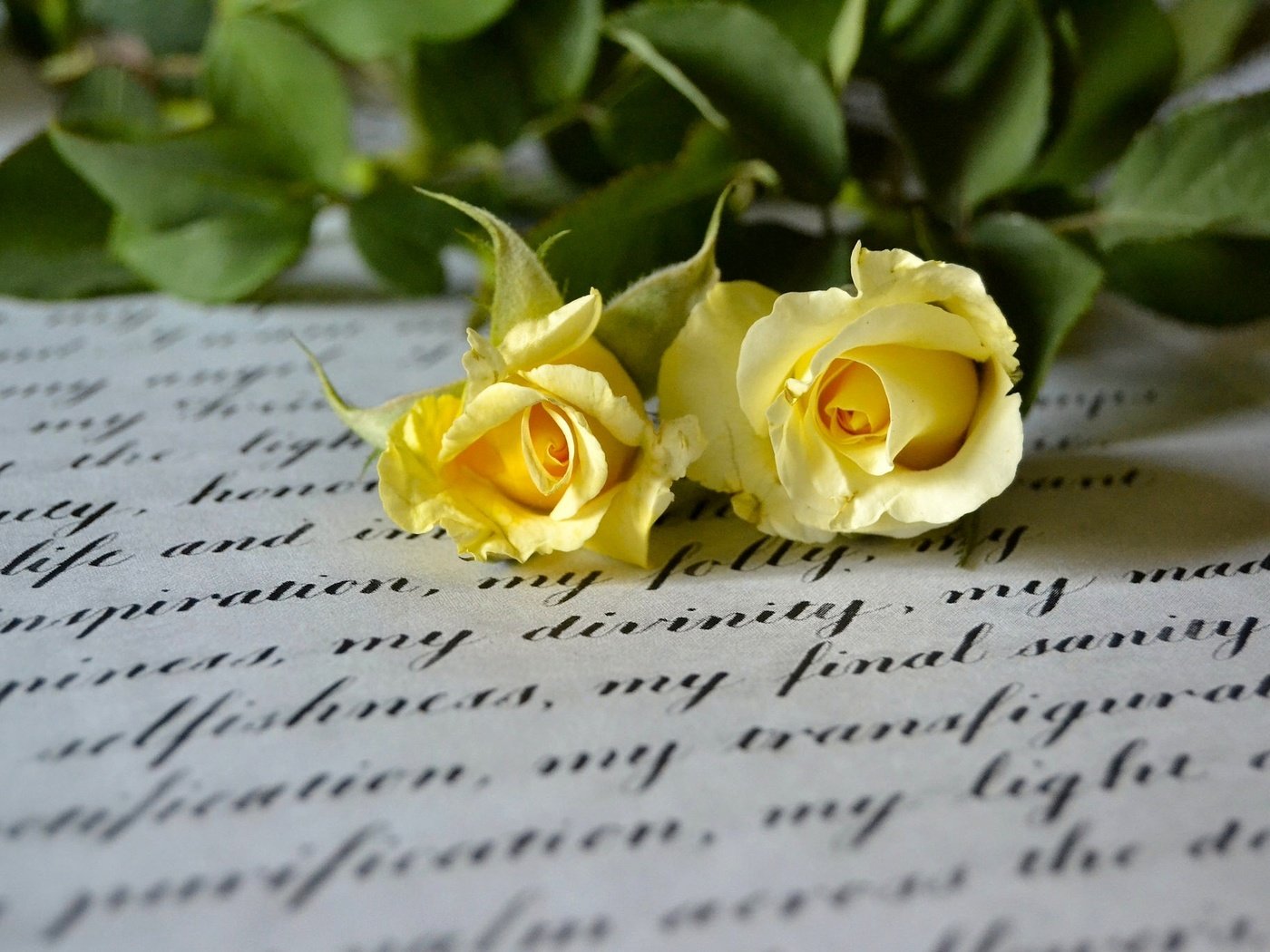 Обои стиль, макро, розы, письмо, дуэт, жёлтые розы, style, macro, roses, letter, duo, yellow roses разрешение 2048x1365 Загрузить