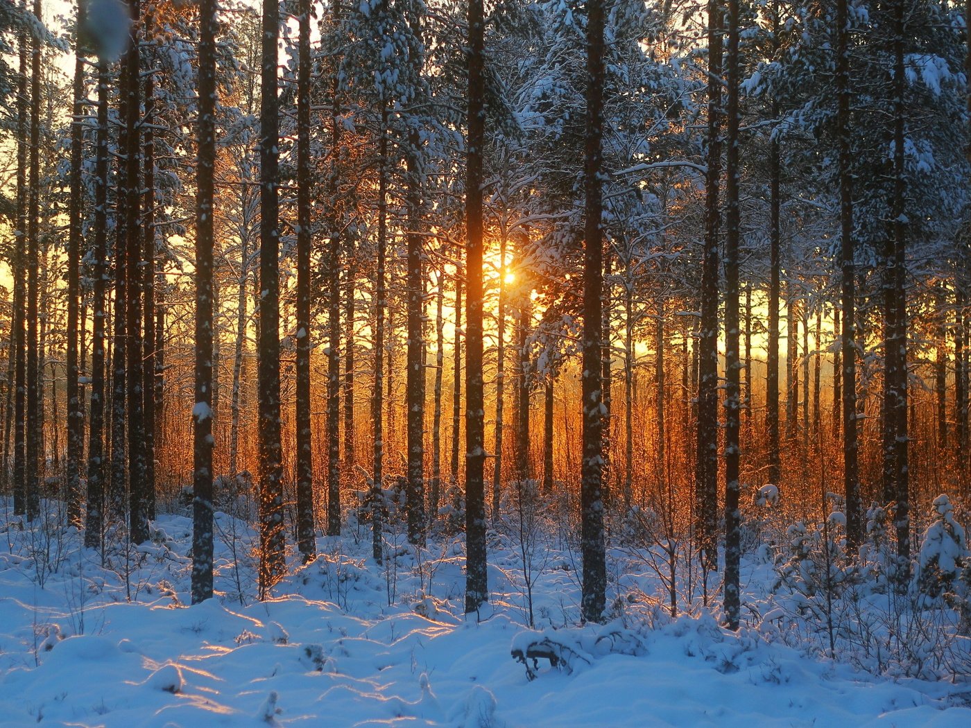 Обои деревья, солнце, снег, природа, лес, зима, trees, the sun, snow, nature, forest, winter разрешение 3304x2048 Загрузить