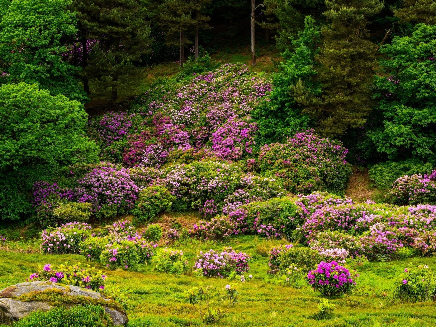 Обои цветы, деревья, цветение, камни, кустарники, flowers, trees, flowering, stones, shrubs разрешение 2000x1300 Загрузить