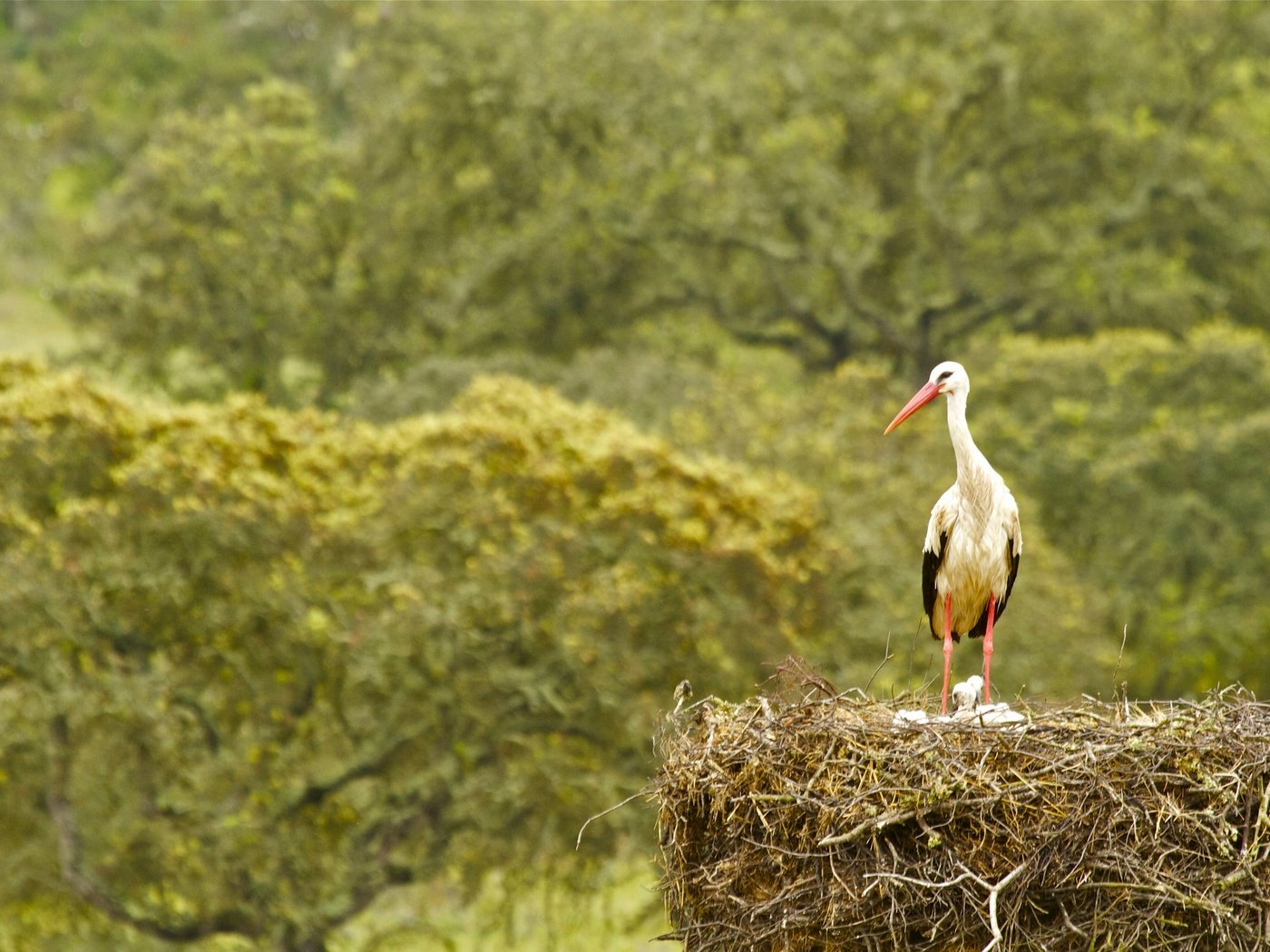 Обои птица, аист, птенцы, гнездо, bird, stork, chicks, socket разрешение 2880x1805 Загрузить