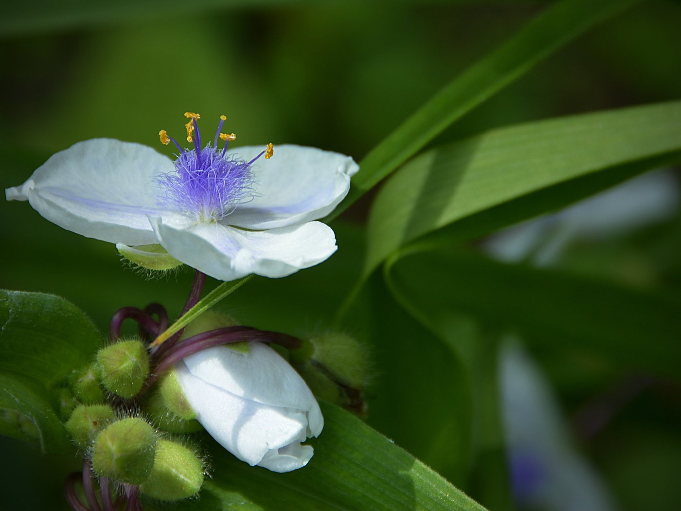 Обои цветы, макро, белые, белая,  цветы, flowers, macro, white разрешение 5043x2996 Загрузить