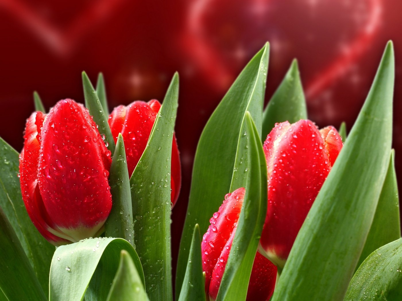 Обои цветы, капли, красные, весна, тюльпаны, flowers, drops, red, spring, tulips разрешение 2560x1920 Загрузить