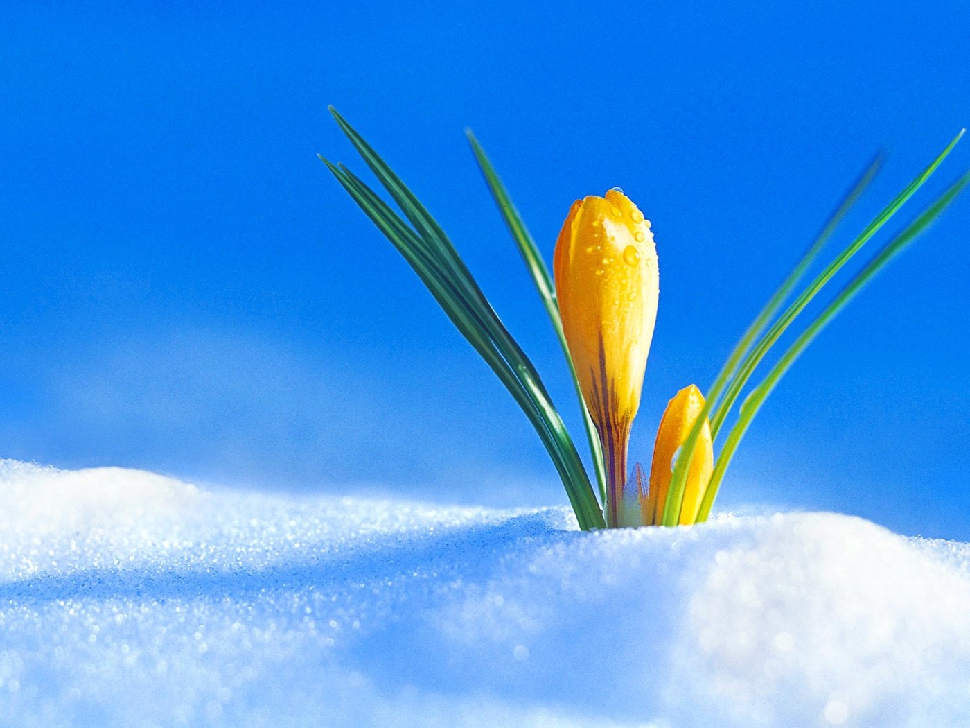 Обои снег, цветок, бутон, весна, крокус, snow, flower, bud, spring, krokus разрешение 3840x2400 Загрузить