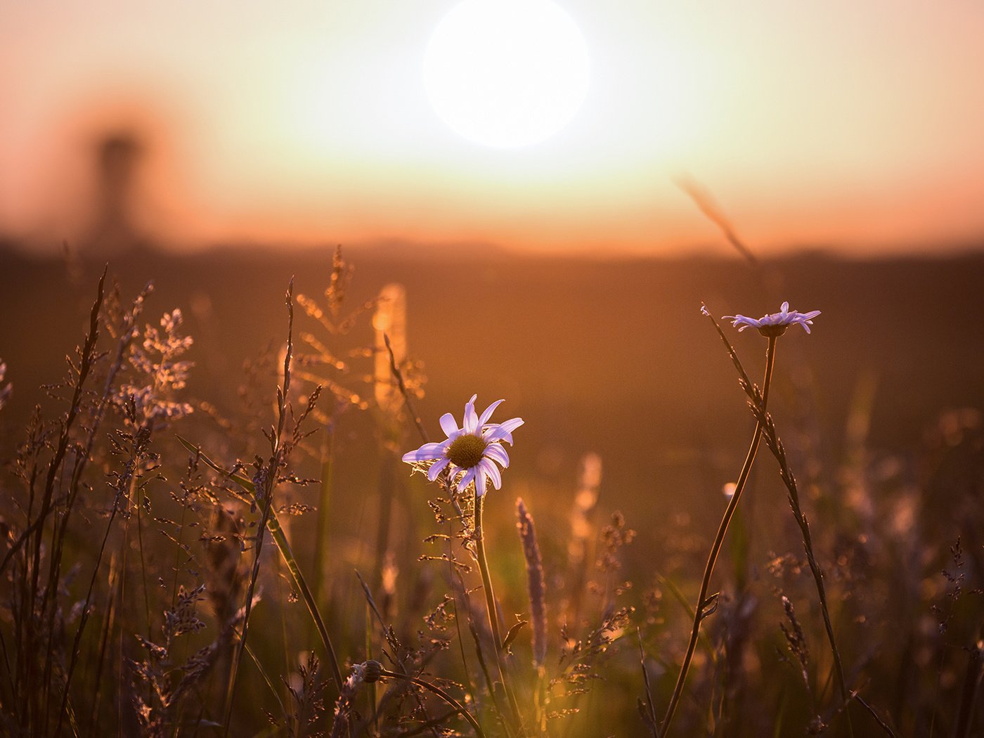 Обои свет, цветы, ромашка, light, flowers, daisy разрешение 1920x1080 Загрузить