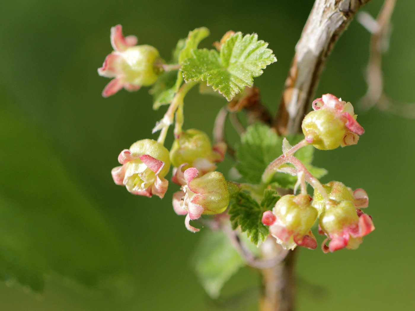 Обои цветы, ветка, природа, цветение, макро, смородина, чёрная смородина, flowers, branch, nature, flowering, macro, currants, black currant разрешение 2427x1618 Загрузить