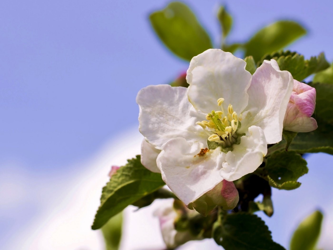 Обои небо, цветы, ветка, дерево, цветение, весна, яблоня, the sky, flowers, branch, tree, flowering, spring, apple разрешение 2045x1301 Загрузить