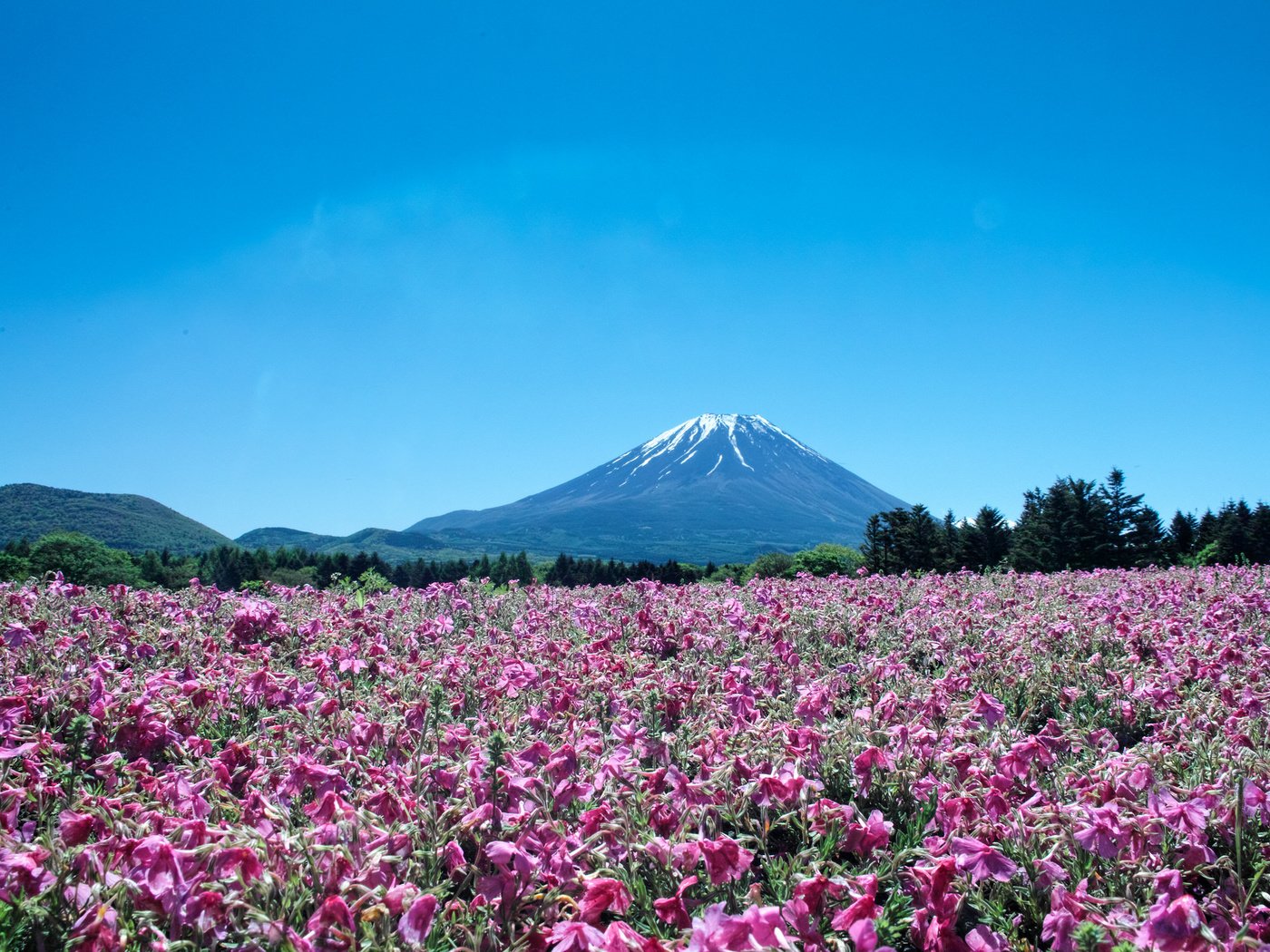 Обои цветы, пейзаж, гора, япония, вулкан, фуджи, flowers, landscape, mountain, japan, the volcano, fuji разрешение 2048x1365 Загрузить