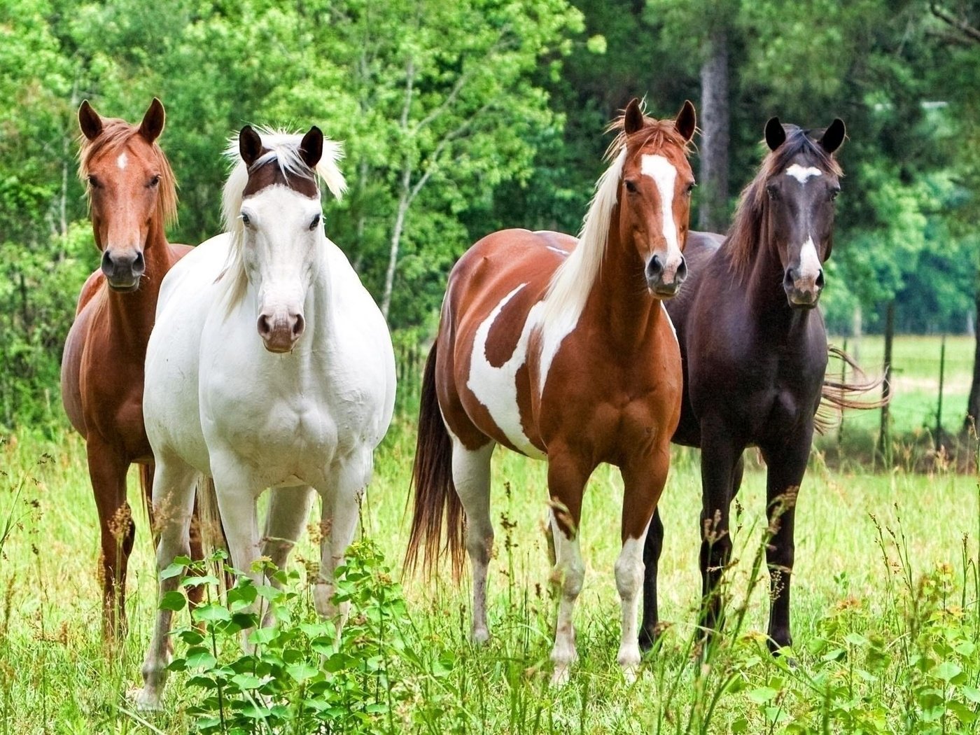 Обои лошадь, трава, лошади, кони, horse, grass, horses разрешение 1920x1200 Загрузить