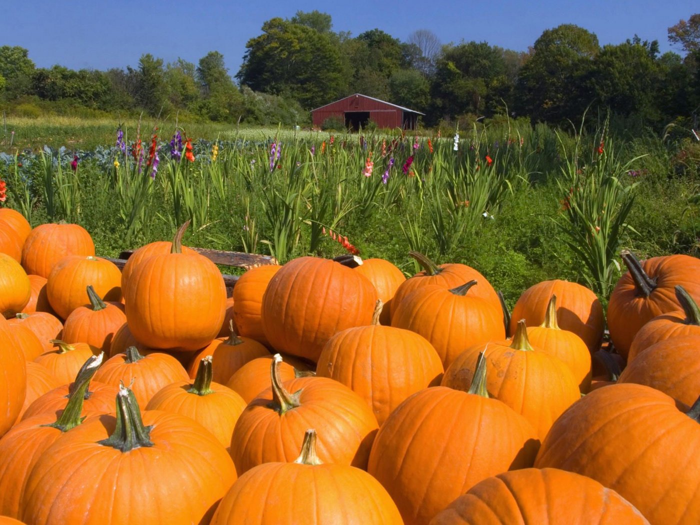 Обои осень, тыква, autumn, pumpkin разрешение 1920x1200 Загрузить