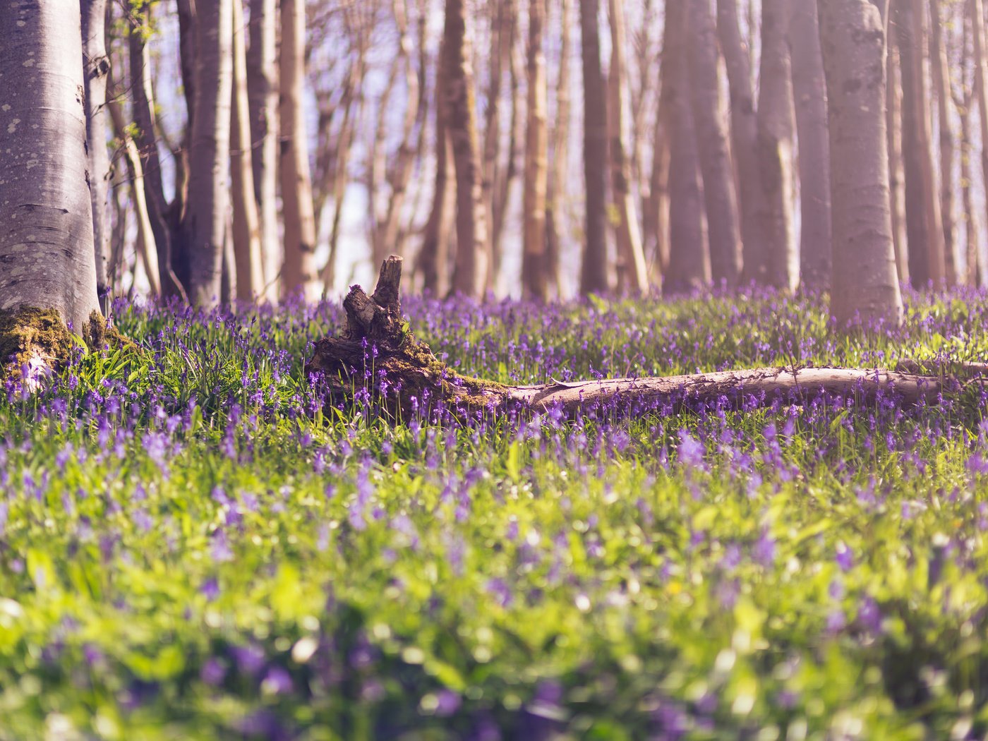 Обои цветы, лес, весна, flowers, forest, spring разрешение 2048x1367 Загрузить