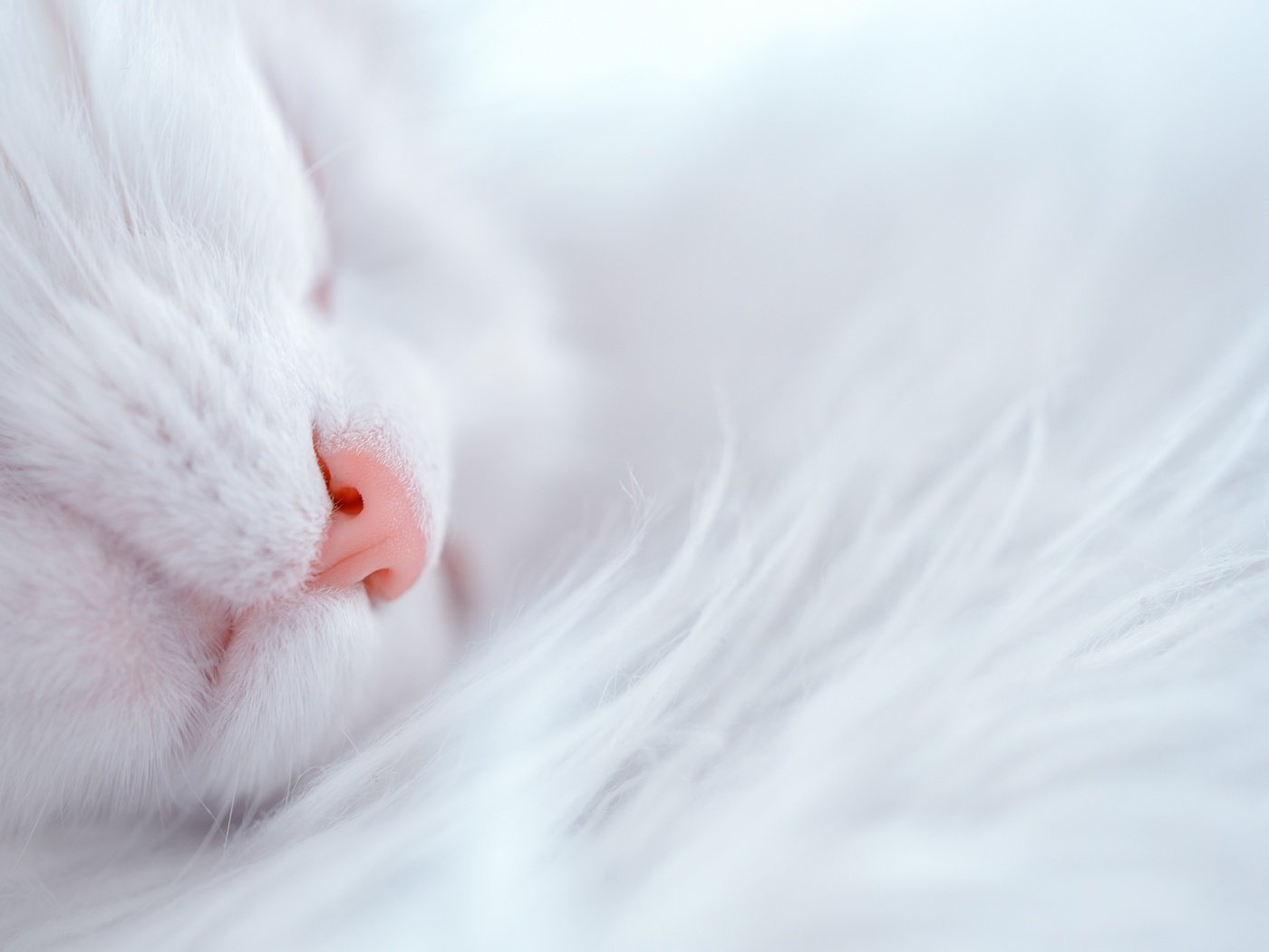 Обои кот, кошка, белый, дом, уют, cat, white, house, comfort разрешение 2880x1923 Загрузить