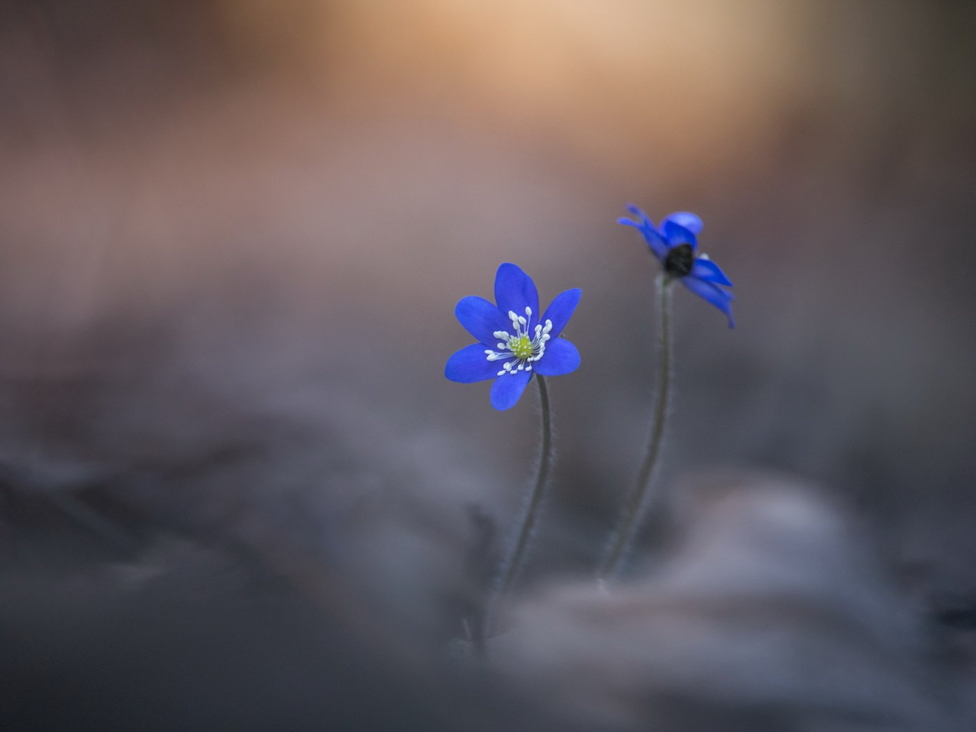 Обои цветы, природа, фон, лепестки, размытость, печёночница, flowers, nature, background, petals, blur, pechenocna разрешение 3000x2003 Загрузить