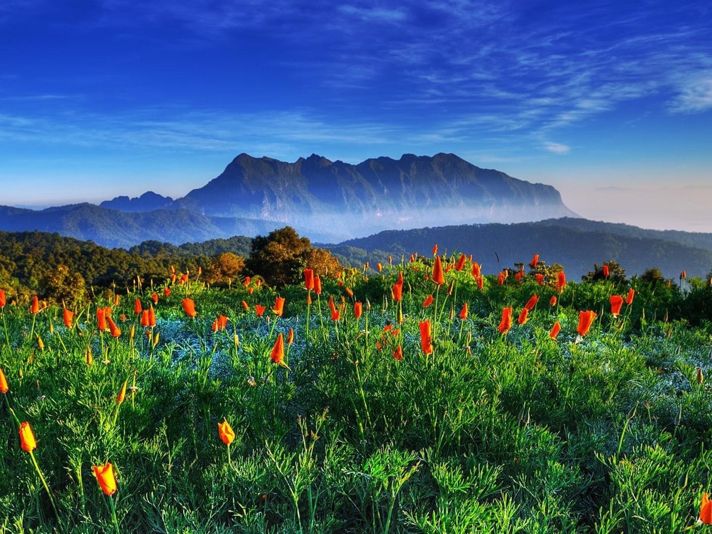 Обои цветы, горы, поле, гора, таиланд,  цветы, chiang-dao, цзян-дао, flowers, mountains, field, mountain, thailand, jiang dao разрешение 1920x1080 Загрузить