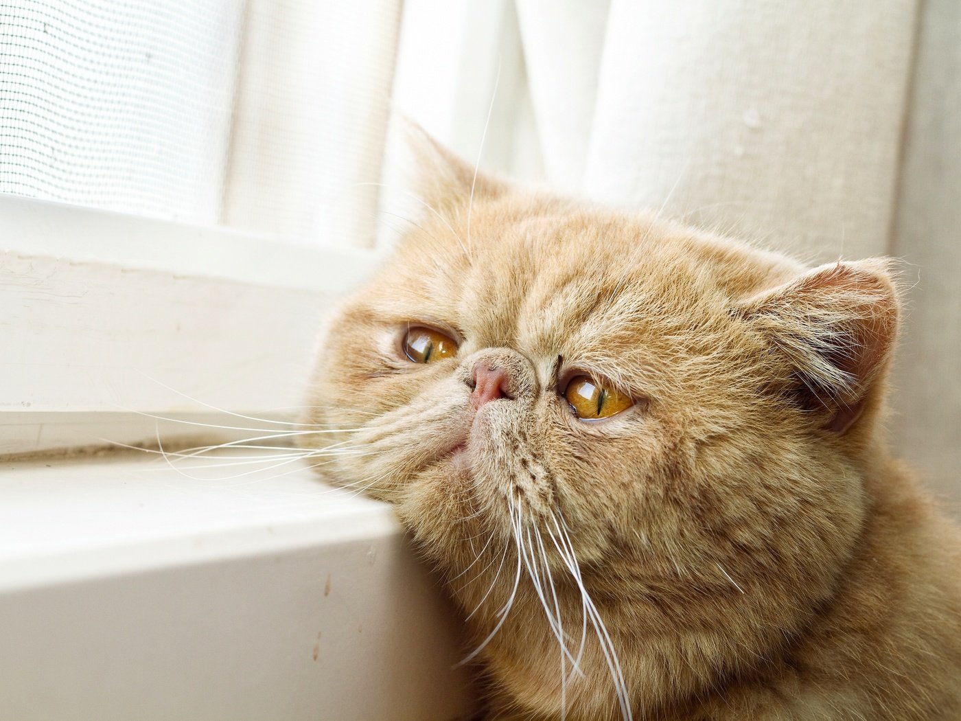 Обои кот, окно, ожидание, рыжий кот, экзот, экзотическая короткошёрстная кошка, cat, window, waiting, red cat, exotic, exotic shorthair разрешение 4203x2802 Загрузить
