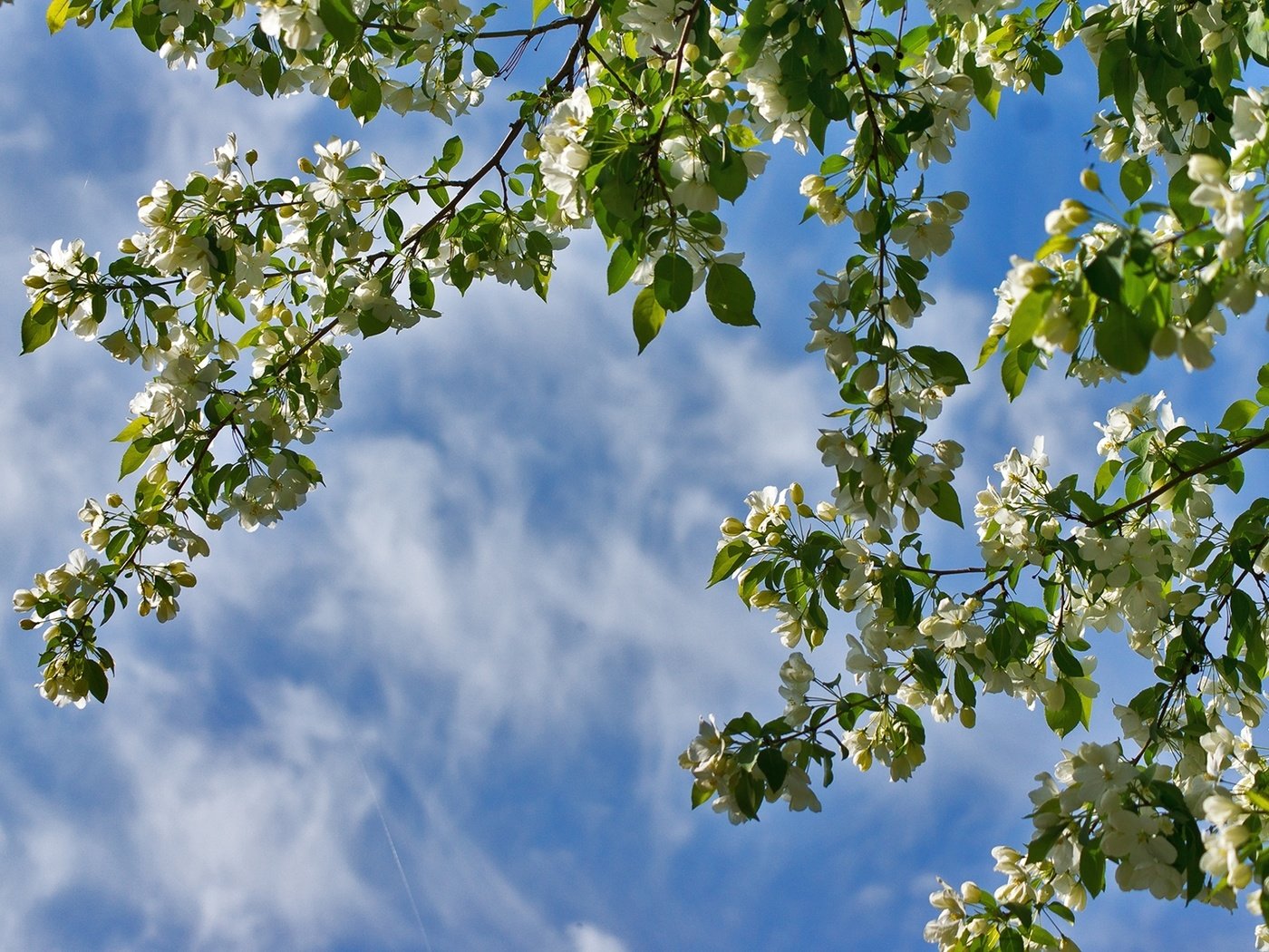 Обои небо, ветки, весна, яблоня, the sky, branches, spring, apple разрешение 1920x1278 Загрузить