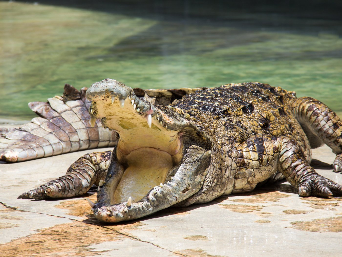 Обои зубы, крокодил, пасть, зубки, рептилия, во рту, пресмыкающееся, teeth, crocodile, mouth, reptile разрешение 2000x1237 Загрузить