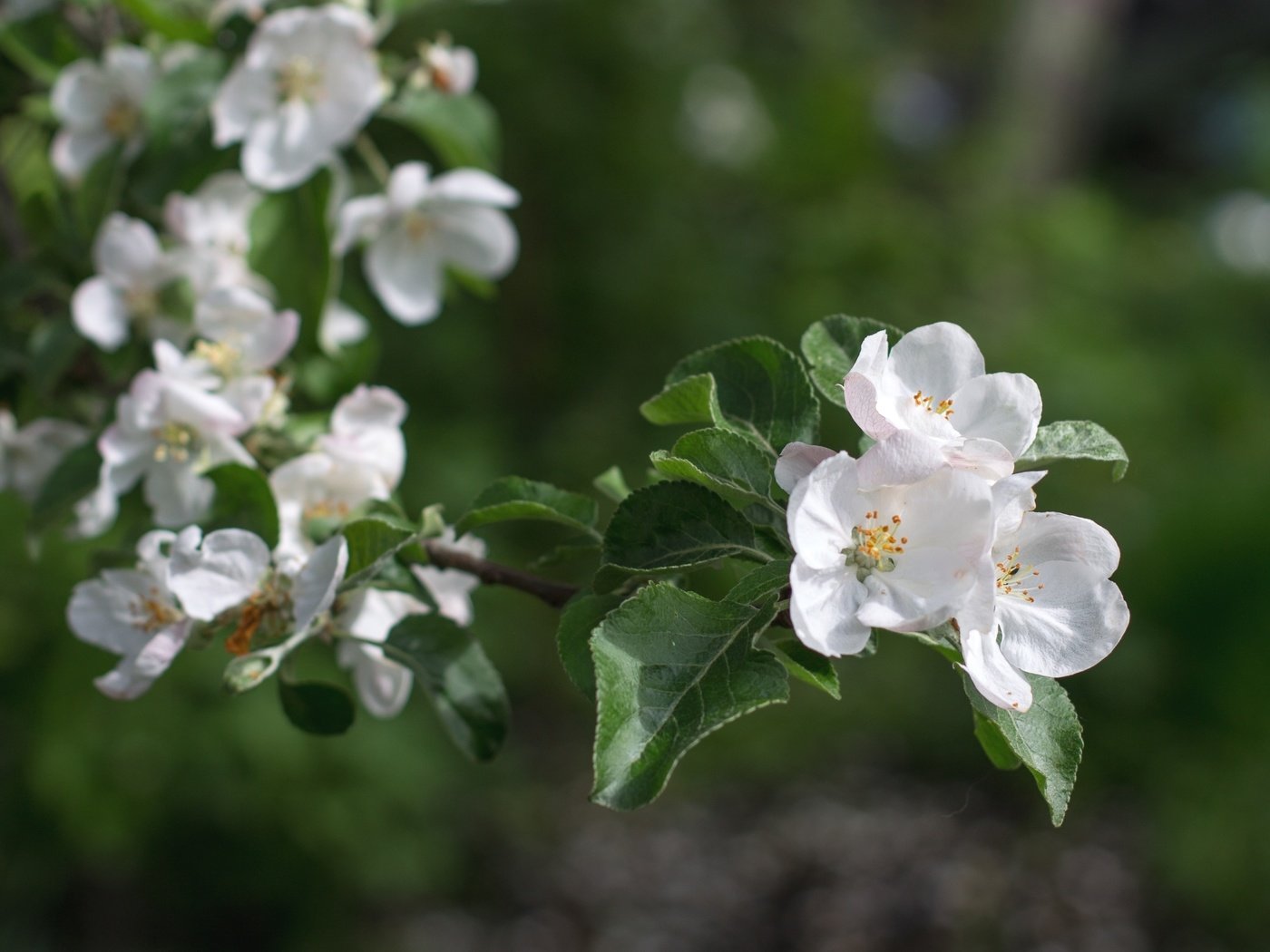 Обои ветка, весна, яблоня, branch, spring, apple разрешение 2400x1599 Загрузить