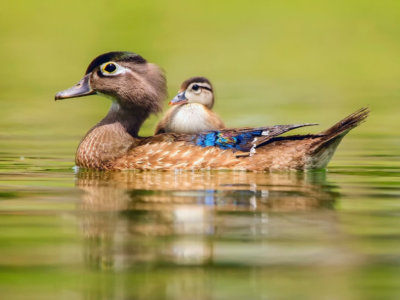 Обои вода, птицы, утки, утка, утенок, baby duck, water, birds, duck разрешение 2048x1357 Загрузить