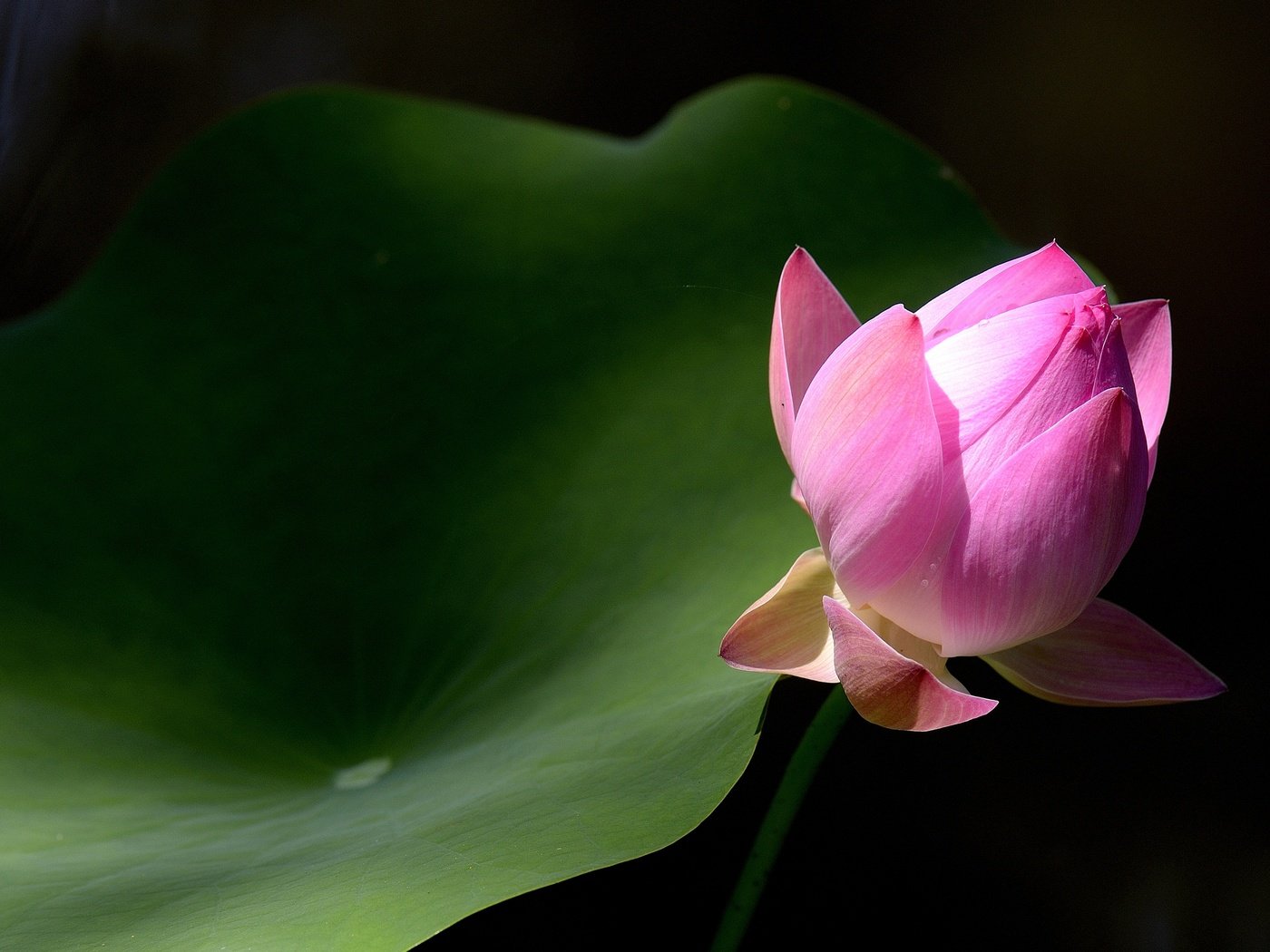 Обои макро, фон, лист, бутон, лотос, macro, background, sheet, bud, lotus разрешение 2880x1920 Загрузить